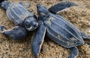 Más de 500 tortuguillos han sido integrados a la mar