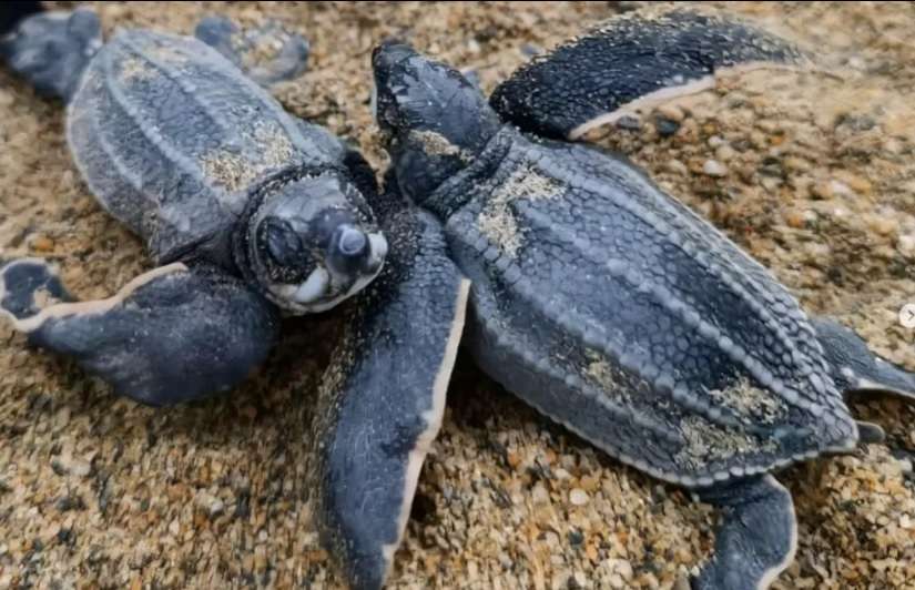 Más de 500 tortuguillos han sido integrados a la mar