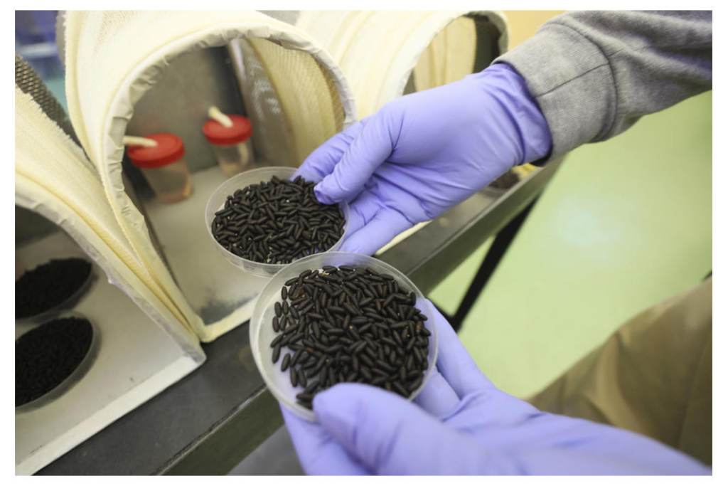 Planean criar millones de moscas para combatir una plaga