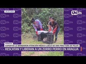 Rescatan y liberan a un zorro perro en Aragua