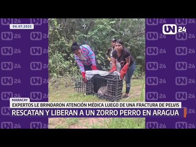 Rescatan y liberan a un zorro perro en Aragua