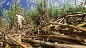Vigentes medidas del TSJ contra azucarera que se apropió de 7.2 ton de materia prima
