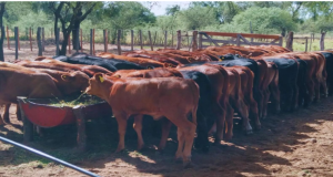 Alejandro Sampayo Cabada