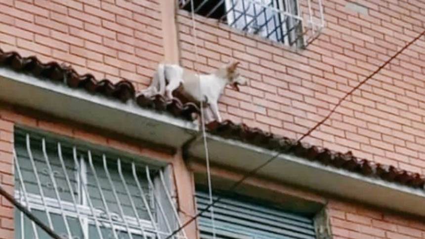 El audaz rescate de un perrito que estuvo a punto de caer del tejado de una residencia en La Rinconada