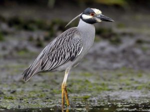 Avistan en La Sabana nueva especie de garza