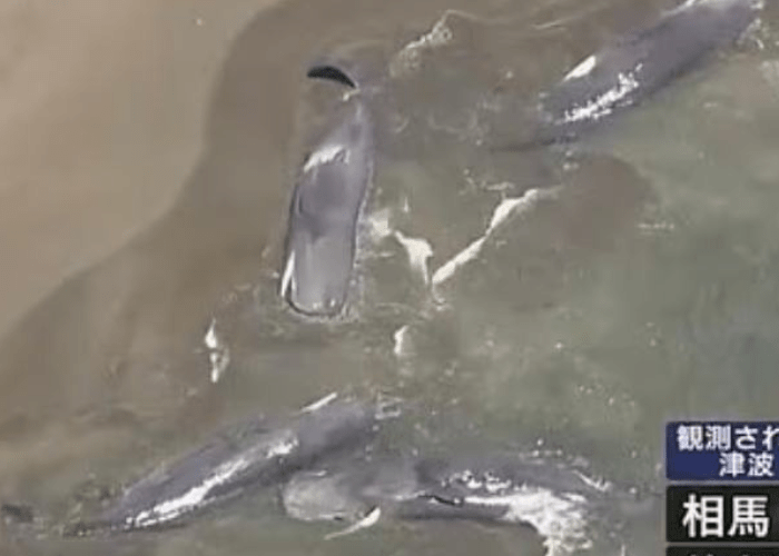 Ballenas varadas en Japón: un desconcierto marino en medio de alertas de tsunami