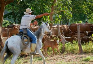 Bolívar apuesta a la exportación de ganado bovino