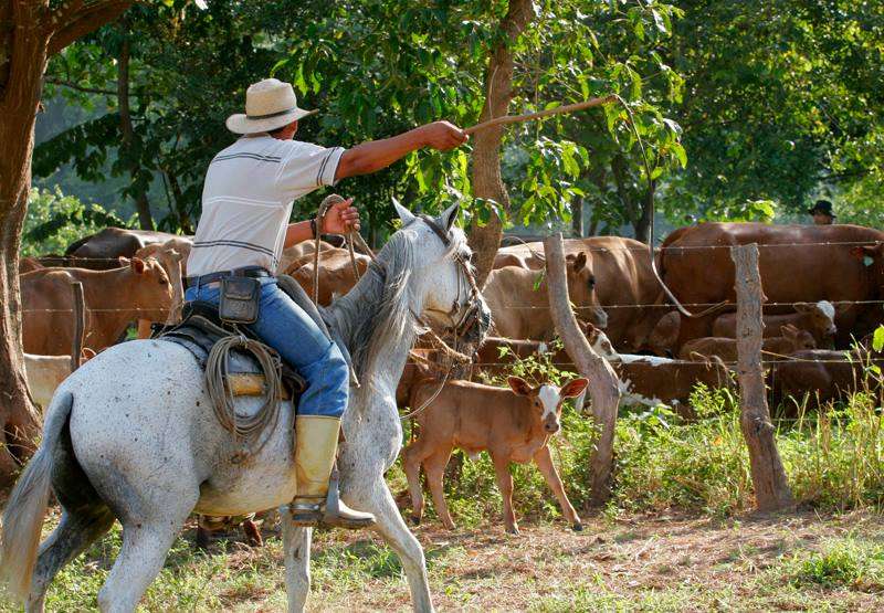 Bolívar apuesta a la exportación de ganado bovino