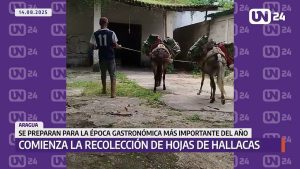Comienza la recolección de hojas de hallacas en Choroní