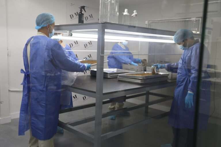 Demuestran efectividad de bioinsecticida para el control del chipo en Venezuela