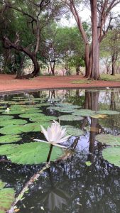 Ecosocialismo activa 5 subcomités para la biodiversidad en Venezuela