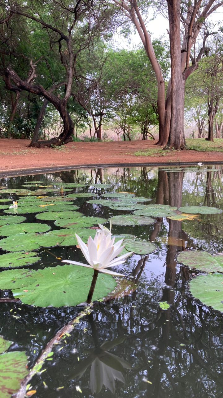 Ecosocialismo activa 5 subcomités para la biodiversidad en Venezuela