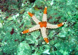 Estrellas de mar: joyas vivientes que no deben tocarse