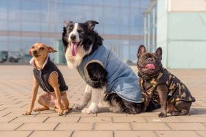 Mascotas quedan sin dueños por redadas migratorias