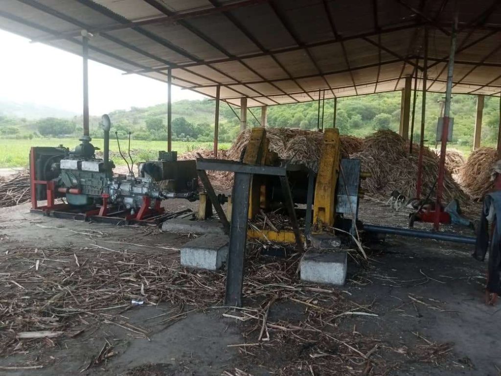 Masifican en Sucre el cultivo de caña de azúcar