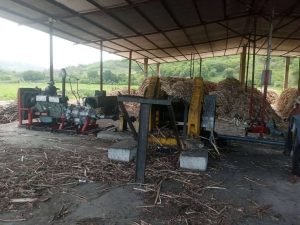 Masifican en Sucre el cultivo de caña de azúcar