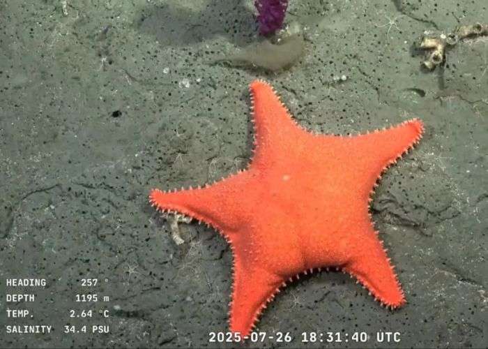 Misión argentina que conquistó las redes y despertó amor por el océano