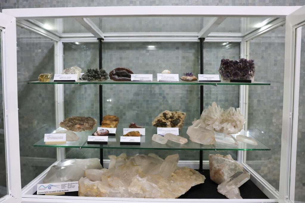 Museo Geológico de la UCV garantiza preservación de 30.000 piezas de fósiles