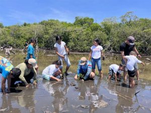Plantan mil manglares en la Laguna de La Restinga