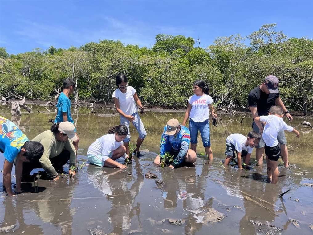 Plantan mil manglares en la Laguna de La Restinga