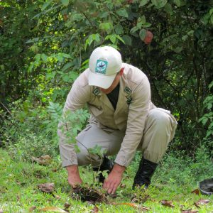 Plantaron 74.000 árboles en jornada nacional de reforestación