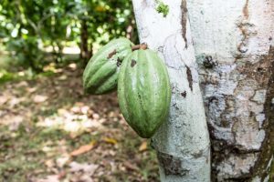Venezuela se consolida como destino turístico del cacao