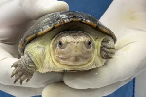 Zoológico en México logra reproducción de tortuga en extinción más pequeña del mundo