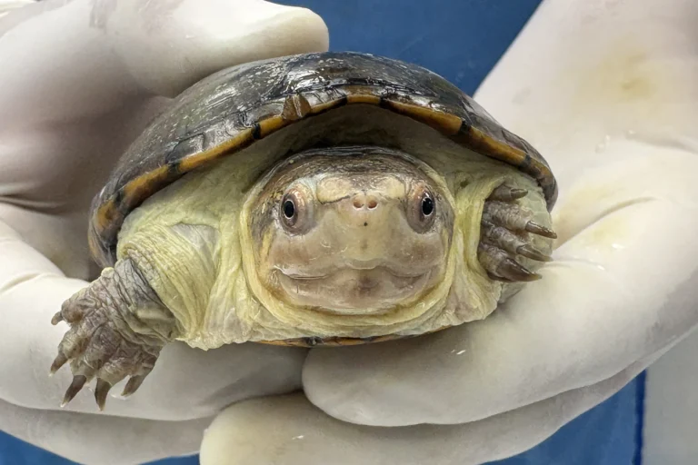 Zoológico en México logra reproducción de tortuga en extinción más pequeña del mundo