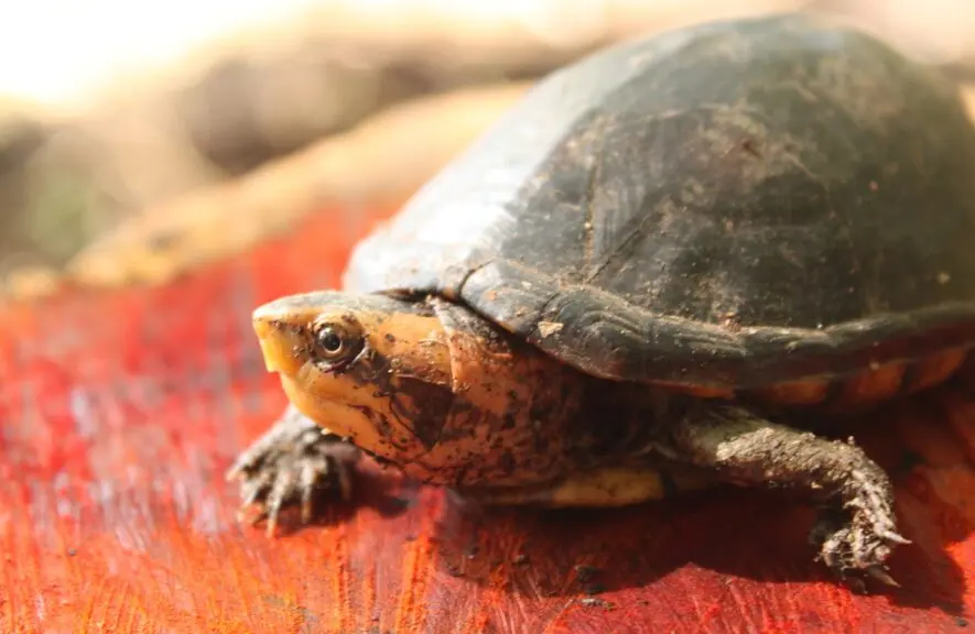 Zoológico en México logra reproducción de tortuga en extinción más pequeña del mundo 2 image 10 8.jpg