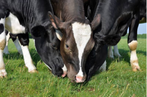 Luis Alejandro Sampayo Cabada