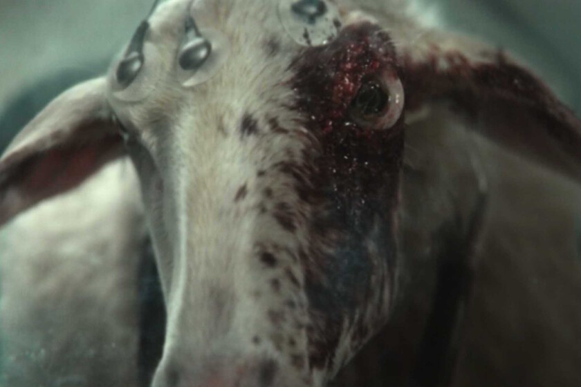 Planeta Tierra' sigue siendo una criatura nueva