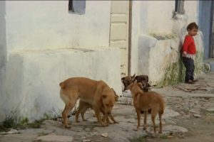 la película que mejor supo representar la España rural de la posguerra y una adaptación literaria imprescindible