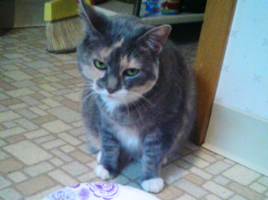 Conoce la memoria, emociones y cómo se maneja el perdón felino