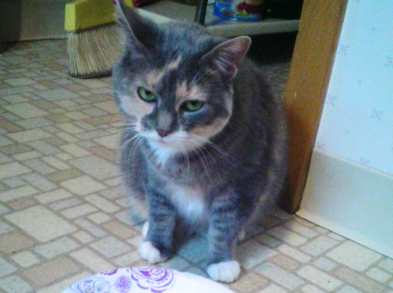 Conoce la memoria, emociones y cómo se maneja el perdón felino