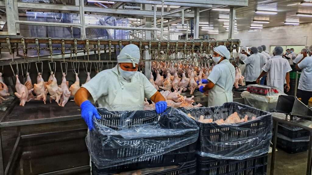 Consumo per cápita de pollo en Venezuela se sitúa en 25 kilos