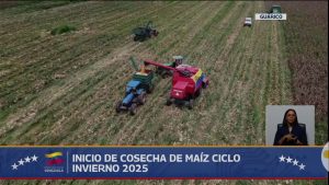En Guárico se proyecta cosechar más de 170.000 hectáreas de maíz