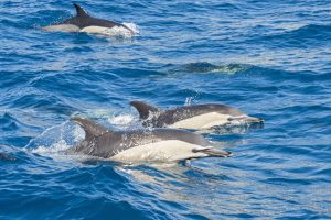 Estudian ballenas y delfines de Isla de Aves