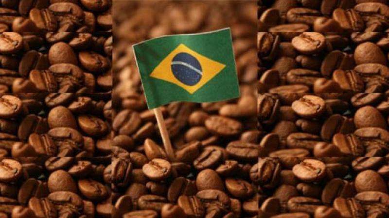 Exportaciones de café brasileño a EEUU caen un 55% por aranceles