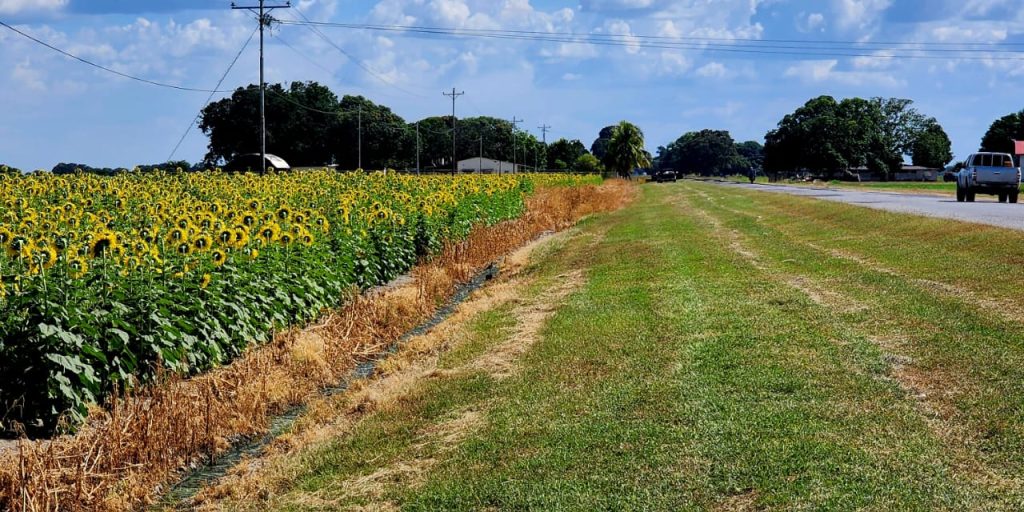 Fedeagro apuesta a la cosecha de oleaginosas
