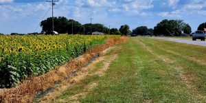Fedeagro apuesta a la cosecha de oleaginosas