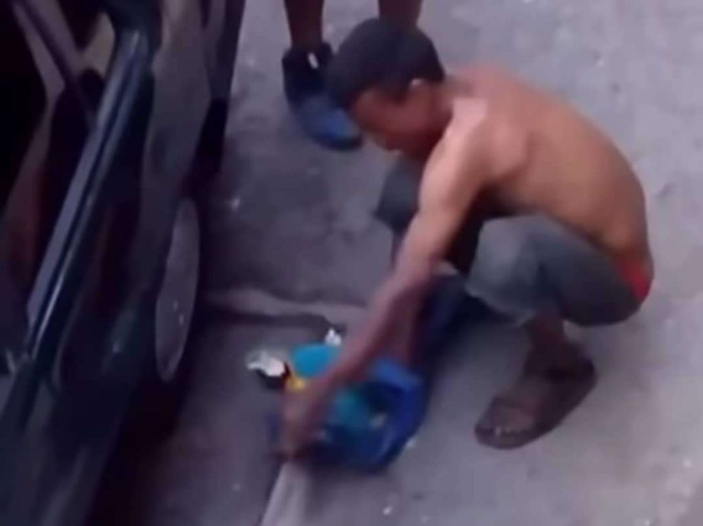 Fiscal ordena investigación por presunta comercialización de guacamayas