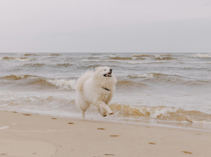 Gusano del corazón en perros: una amenaza silenciosa que se puede evitar