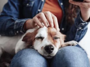 Hay zonas específicas para acariciar a los perros