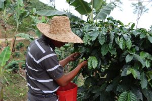Inicia cosecha de más de 237.000 hectáreas de café en el país