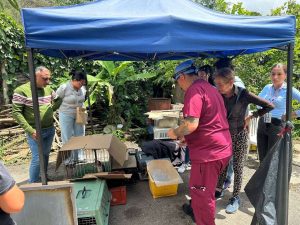 Inician jornadas de esterilización para animales comunitarios