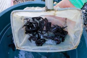 Liberaron 470 caballitos de mar en aguas de Mochima en el estado Sucre