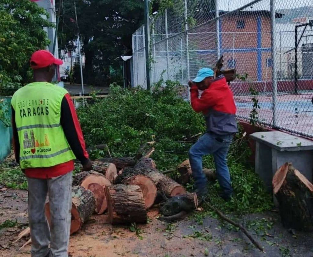 Lluvias causaron caída de árboles en la capital