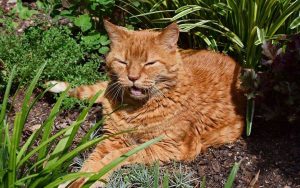 Los gatos pueden sufrir de demencia senil