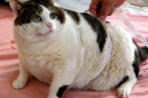 Los gatos y los perros pueden sufrir obesidad