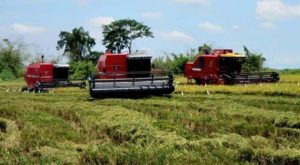 Más de 46.600 hectáreas de arroz se cosecharán en Portuguesa